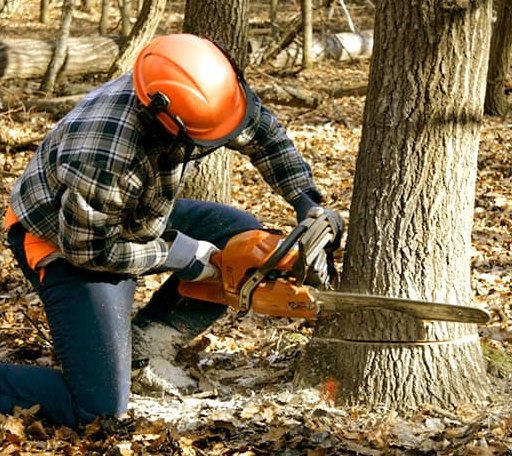 Tree Removal in Montgomery, IL